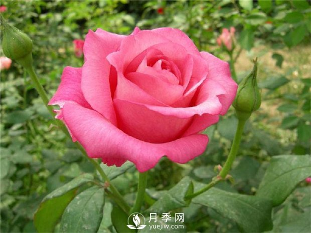 月季樹(shù)盆景制造教程(圖1)