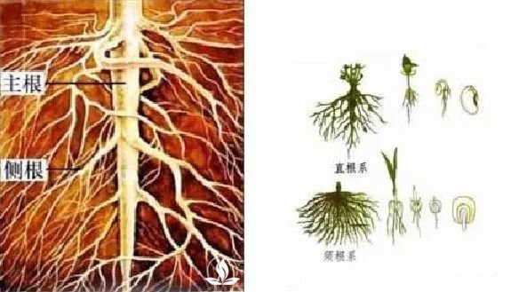 苗木養(yǎng)護，詳細(xì)的『植物根部』知識普及！(圖3)
