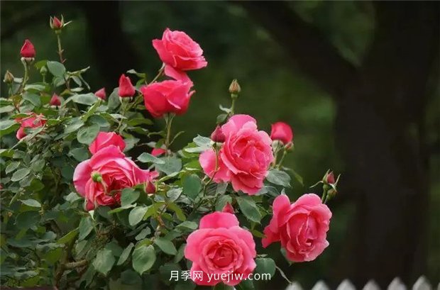 精通施肥，就掌握了盆栽月季開花不斷的訣竅(圖2)