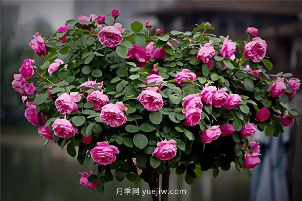 精通施肥，就掌握了盆栽月季開花不斷的訣竅(圖3)