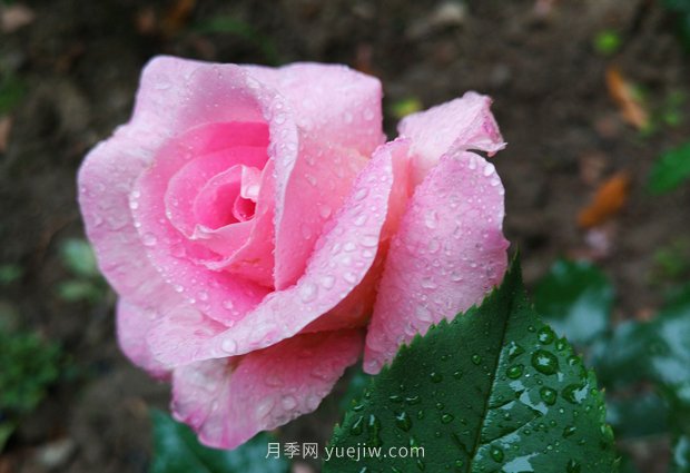 香水月季在春季修剪有哪些技術要求？(圖1)