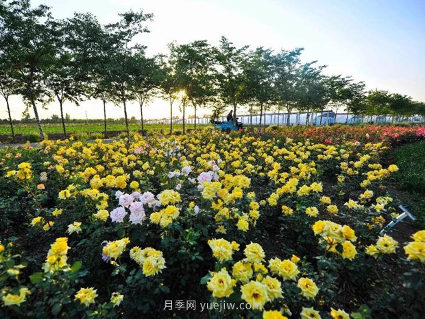 南陽(yáng)微型月季如何栽培管理嗎？(圖1)