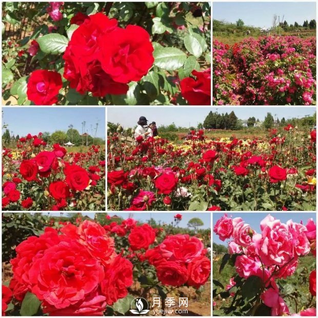 2021四川綿陽百萬醉美月季花海藝術(shù)節(jié)，4月15日盛大開幕有福利(圖4)