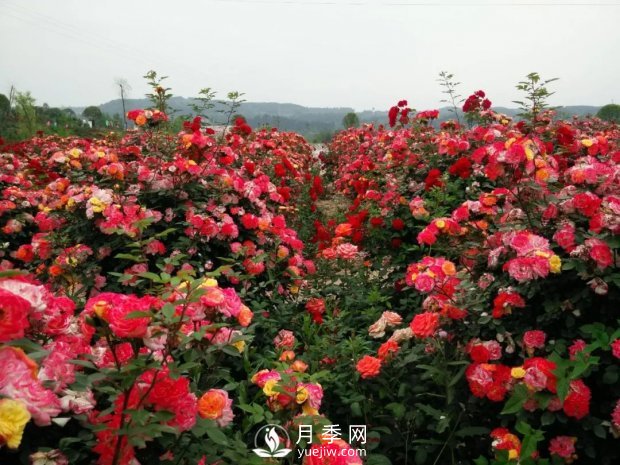 2021四川綿陽百萬醉美月季花海藝術(shù)節(jié)，4月15日盛大開幕有福利(圖5)