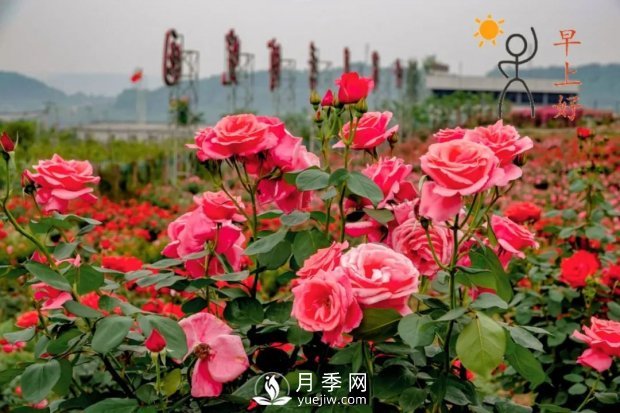 2021四川綿陽百萬醉美月季花海藝術(shù)節(jié)，4月15日盛大開幕有福利(圖2)
