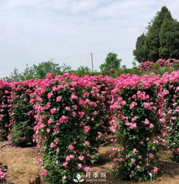 2021四川綿陽百萬醉美月季花海藝術(shù)節(jié)，4月15日盛大開幕有福利(圖6)