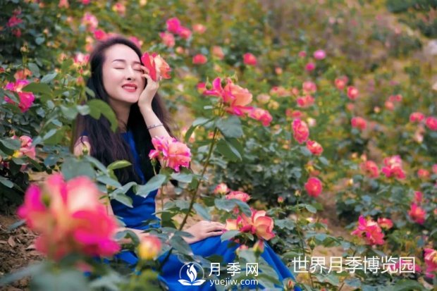 2021四川綿陽百萬醉美月季花海藝術(shù)節(jié)，4月15日盛大開幕有福利(圖3)