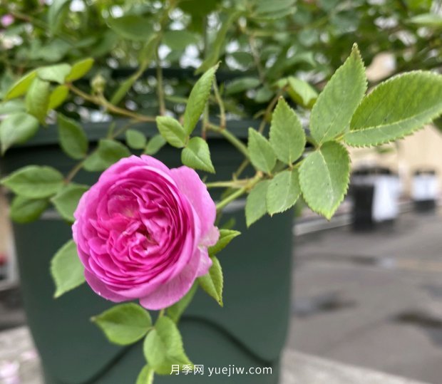 地栽的月季花，通風(fēng)好光照好，為什么還有白粉病害？(圖1)