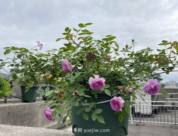 地栽的月季花，通風(fēng)好光照好，為什么還有白粉病害？(圖2)