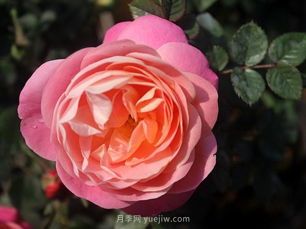 月季花敗謝的比較快，是什么原因？(圖1)