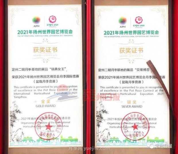 定州月季，2021年揚(yáng)州世界園藝博覽會(huì)斬獲大獎(jiǎng)！(圖1)