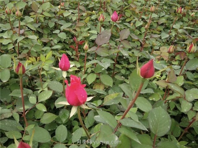 月季扦插發(fā)芽要掐掉嗎？(圖1)