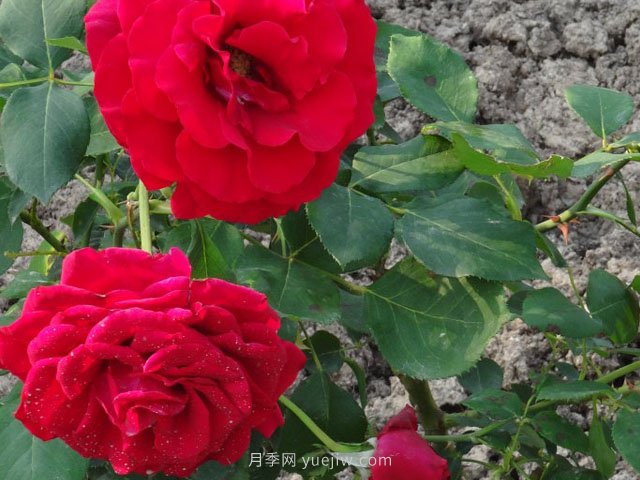 香魔84月季的優(yōu)缺點是什么？(圖1)
