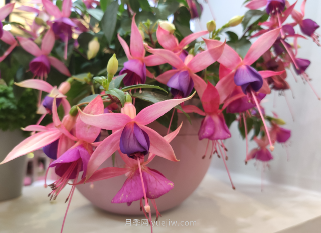 夏天不能買的7種花，再漂亮也要管住手(圖5)