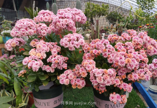 夏天不能買的7種花，再漂亮也要管住手(圖6)