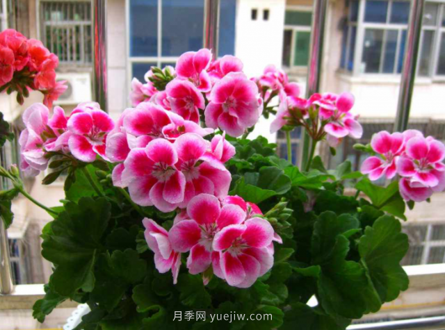 夏天不能買的7種花，再漂亮也要管住手(圖2)
