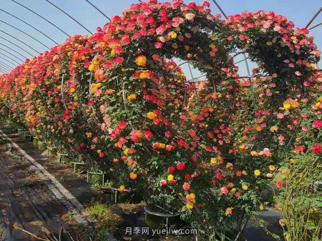 綠化苗木越大越好賣？是這樣嗎？(圖1)
