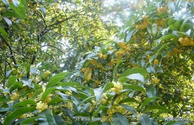 適合在農(nóng)村種植的苗木樹(shù)種有哪些？(圖1)