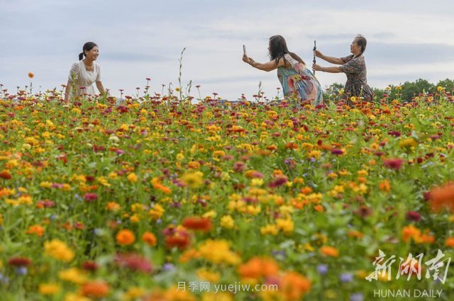 永州道縣悅游花海 百日菊進入盛花期(圖1)