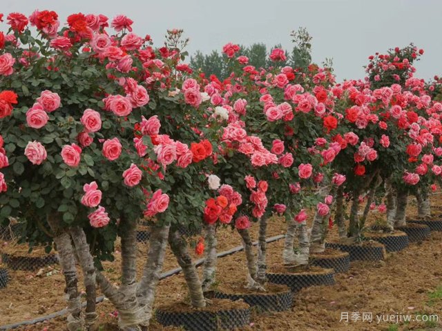 月季花可以嫁接在哪些樹(shù)？(圖1)