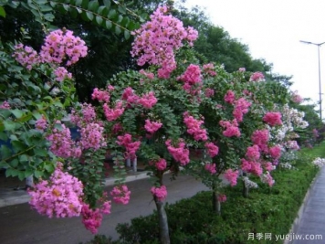 紫薇樹什么時候移栽比較好？最佳時間