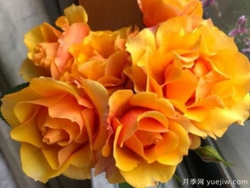 推薦8款冷門(mén)月季品種，養(yǎng)的是，但是表現(xiàn)真好