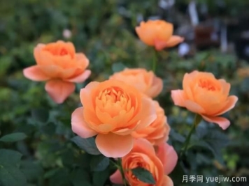 強(qiáng)烈推薦的11種月季花，陽臺(tái)變花園不是夢(mèng)