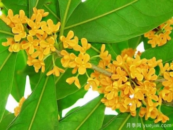 影響桂花樹開花的因素有哪些？