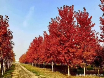 無(wú)花勝有花，這7種秋色葉樹(shù)種簡(jiǎn)直美炸天
