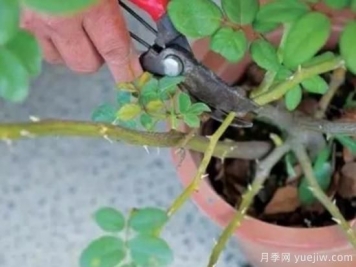 天冷了就給月季修剪？月季具體修剪的時間和方法