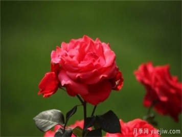 熱門10種月季，開成花海開成瀑布開花不斷