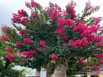 紫薇，花灌木中的頂流，怎樣做才更有價(jià)值