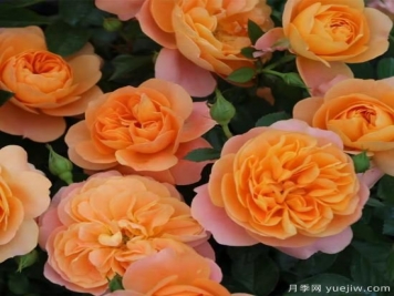 精挑推薦十個(gè)月季花品種，爭(zhēng)奇斗艷形態(tài)顏色各異