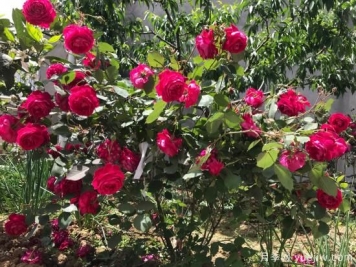 軟香紅月季，古老國(guó)月不輸歐月日月，四季勤開花