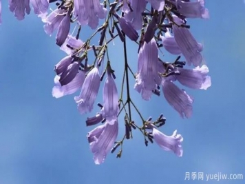 網(wǎng)紅樹木悄然興起，是否預(yù)示著大好行情？