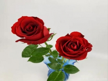 紅色切花月季經(jīng)典主流，推薦十種經(jīng)典常見的紅玫瑰