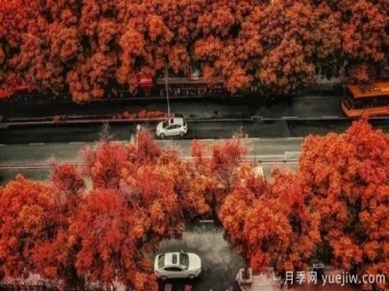 樹(shù)木在園林綠化中的分類(lèi)