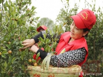 光山油茶果：從種得好到賣得好，怎么做到的