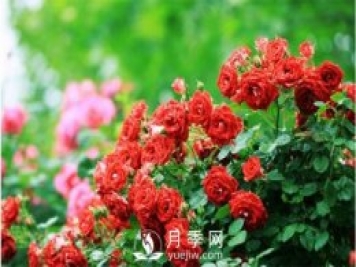 月季“黑白紅”病害簡單防治 看過來
