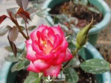 你的盆栽月季是不是又焉了。來(lái)看盆栽月季養(yǎng)殖的注意事項(xiàng)
