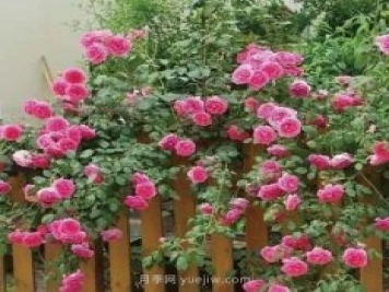 推薦花友必養(yǎng)的5大藤本月季和5大灌木月季品種，花美好養(yǎng)
