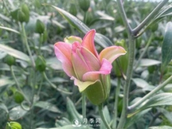 浙江成功引種玫瑰百合，它究竟是月季，還是百合？