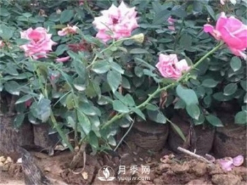 盆栽小月季花如何養(yǎng)殖