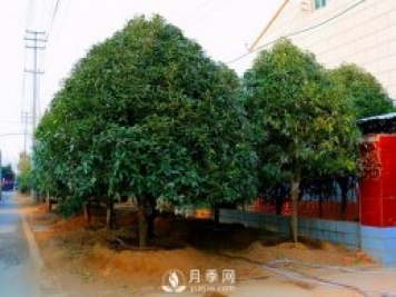 春季桂花移栽修剪有訣竅，苗場(chǎng)老農(nóng)親傳經(jīng)驗(yàn)