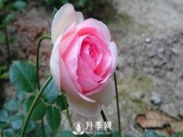 扦插月季的最佳時(shí)間