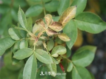 不用藥就能搞定月季紅蜘蛛，簡單方法治葉螨