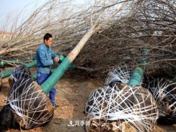 “買全國、賣全國”，濱州冬季苗木交易忙