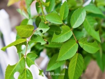 月季遇上切葉蜂，切葉蜂的習(xí)性和防治