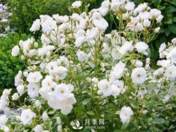 為何豐花月季深受工程采購的青睞？