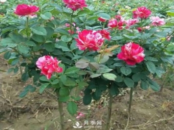 如何讓月季樹上花開三色？